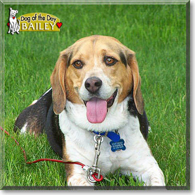 Bailey George, the Dog of the Day