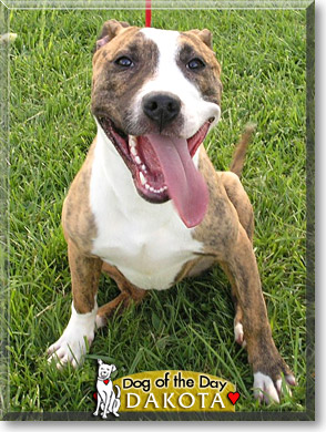 Dakota, the Dog of the Day