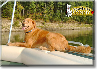 Sonny, the Dog of the Day