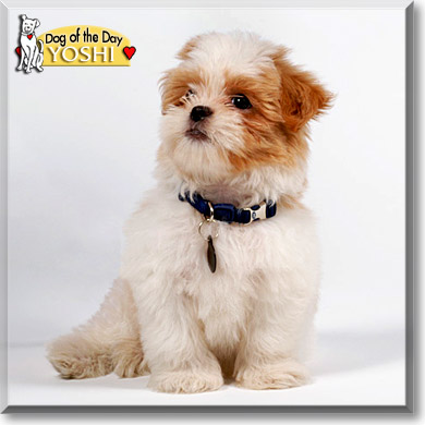 Yoshi, the Dog of the Day