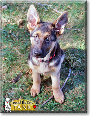 Tank, the Dog of the Day