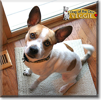 Veggie, the Dog of the Day
