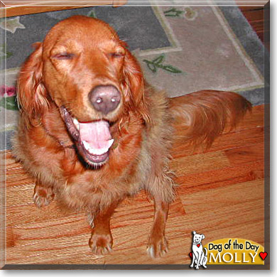 Molly, the Dog of the Day