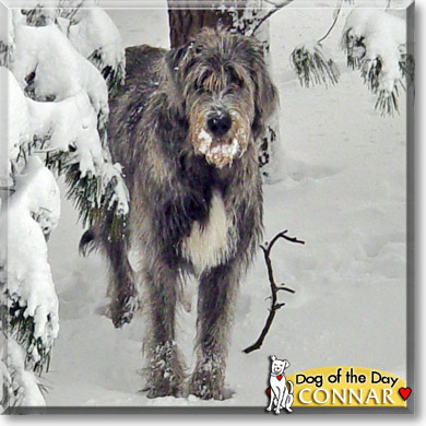 Connar, the Dog of the Day