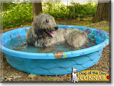 Connar, the Dog of the Day