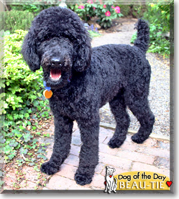 Beau-Tie, the Dog of the Day