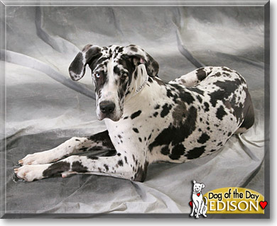 Edison, the Dog of the Day
