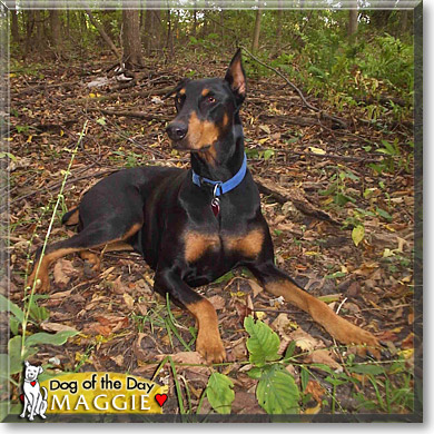 Maggie, the Dog of the Day