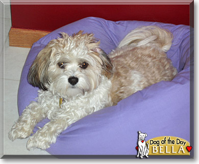 Bella, the Dog of the Day