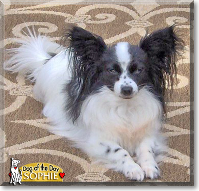 Sophie, the Dog of the Day