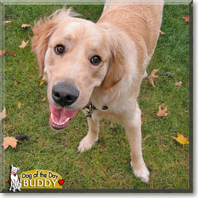 Buddy, the Dog of the Day