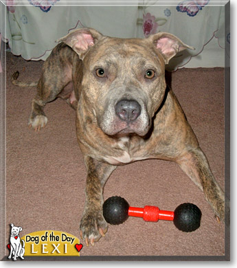 Lexi, the Dog of the Day