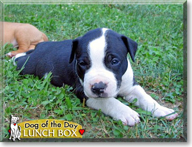 Lunch Box, the Dog of the Day