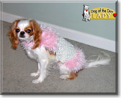 Lady, the Dog of the Day