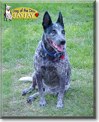 JayJay, the Dog of the Day