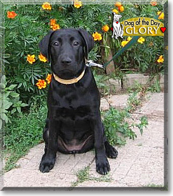 Glory, the Dog of the Day