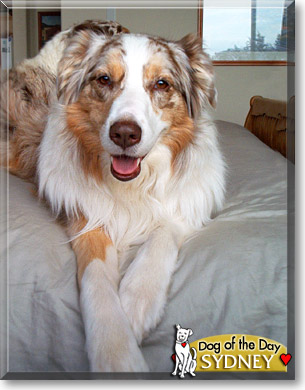 Sydney, the Dog of the Day