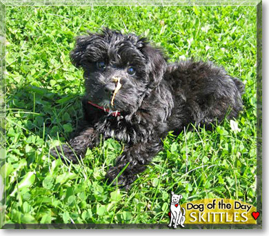 Skittles, the Dog of the Day