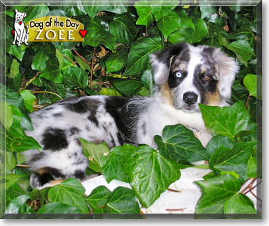 Zoee, the Dog of the Day
