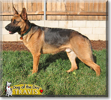 Travis, the Dog of the Day