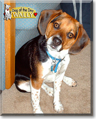 Wally, the Dog of the Day