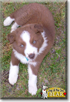 Bear, the Dog of the Day