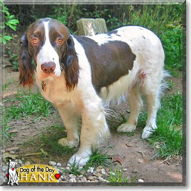 Hank, the Dog of the Day