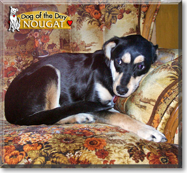Nougat, the Dog of the Day
