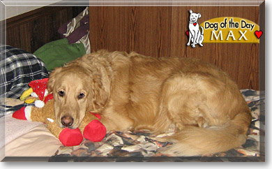 Max, the Dog of the Day