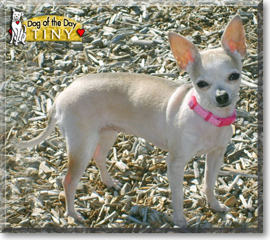 Tiny, the Dog of the Day Tiny, the Dog of the Day
