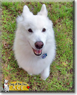 Ace, the Dog of the Day