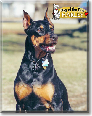 Harley, the Dog of the Day