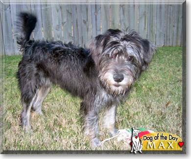 Max, the Dog of the Day Max, the Dog of the Day
