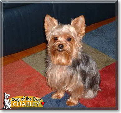 Charley, the Dog of the Day Charley, the Dog of the Day