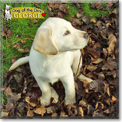 George, the Dog of the Day
