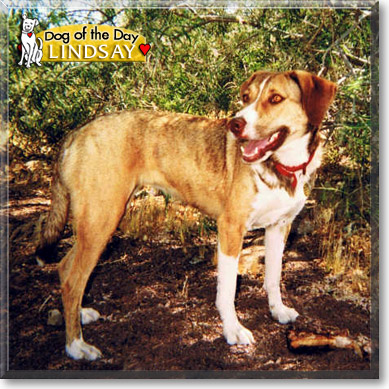 Lindsay, the Dog of the Day Lindsay, the Dog of the Day