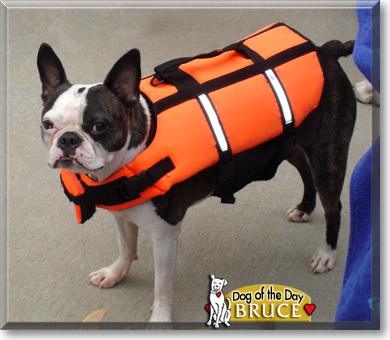 Bruce, the Dog of the Day Bruce, the Dog of the Day