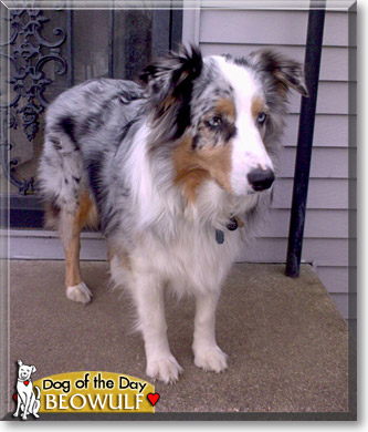 Beowulf, the Dog of the Day Beowulf, the Dog of the Day