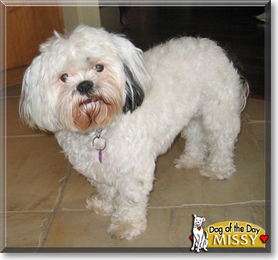 Missy, the Dog of the Day Missy, the Dog of the Day