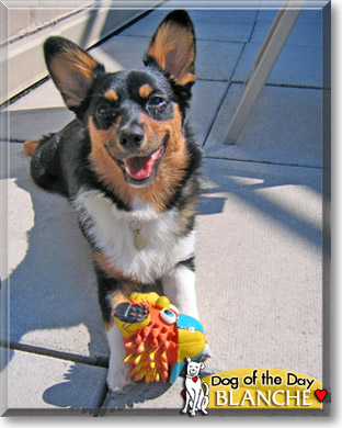 Blanche, the Dog of the Day