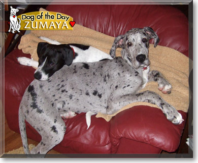 Zumaya, the Dog of the Day