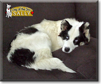 Sally, the Dog of the Day