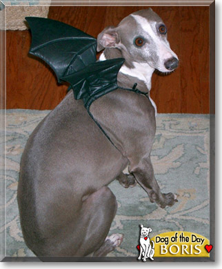Boris, the Dog of the Day Boris, the Dog of the Day