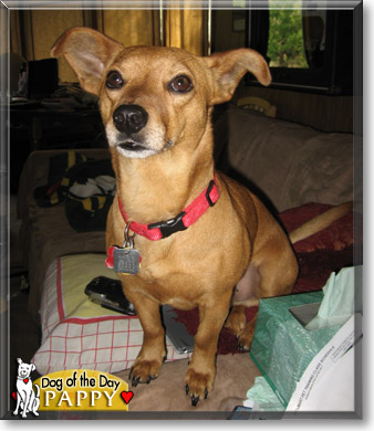 Pappy, the Dog of the Day Pappy, the Dog of the Day