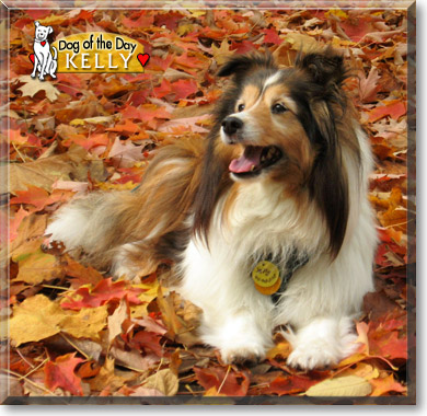 Kelly, the Dog of the Day Kelly, the Dog of the Day