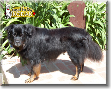Kodak, the Dog of the Day