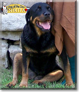Nikita, the Dog of the Day