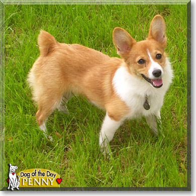 Penny, the Dog of the Day Penny, the Dog of the Day
