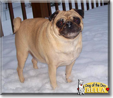 Bella, the Dog of the Day