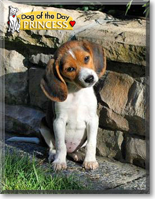 Princess, the Dog of the Day Princess, the Dog of the Day